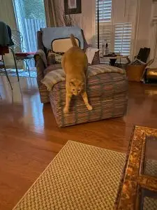 Cats Meow Cat Sitters Family